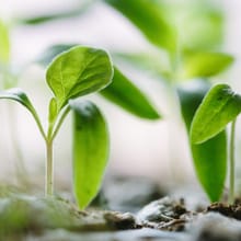 Young green seedlings growing